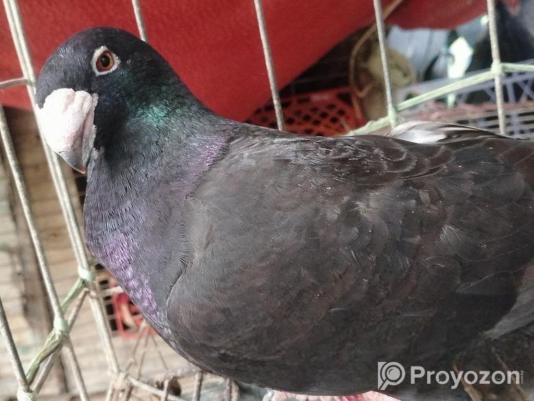 কবুতর বিক্রি হবে