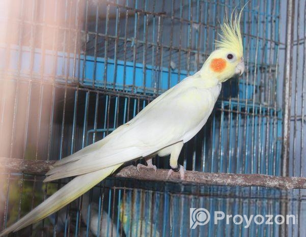 লোটিনো ককাটেইল ফিমেইল (রেড আই)