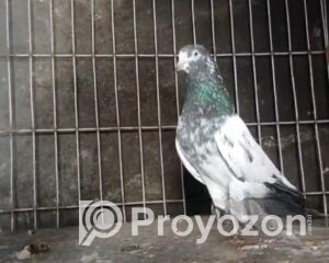 fitted-6_2025-10-29_09-41-29