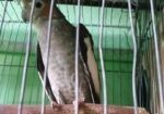 কোকাটেল পাখি