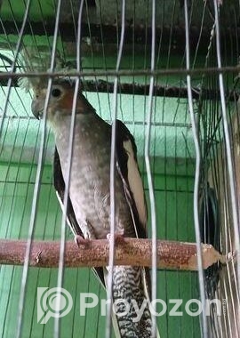 কোকাটেল পাখি