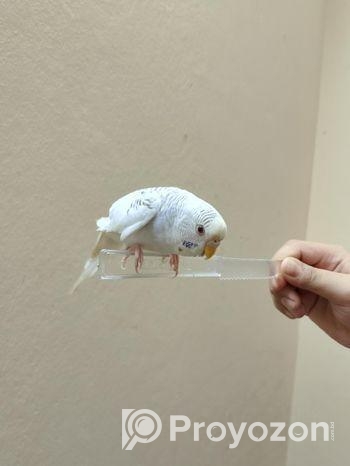 বাজিগার পাখিটি বিক্রি হবে