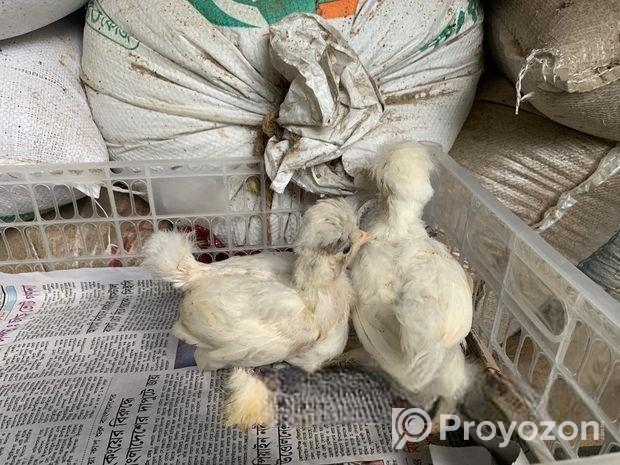 বাফ পলিশ কেপ ও তুর্কি সুলতান জাপানিস বেনতাম বাচ্চা।