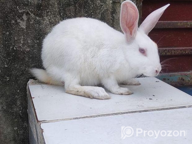 সম্পুর্ন সুস্থ , বয়স 4 মাস এর বেশি, ছেলে খরগোশ,