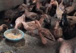 খাঁকি ক্যাম্পবেল ডিম পাড়া হাঁস বিক্রি করা হবে