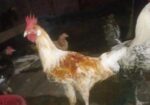 Murgi for sale