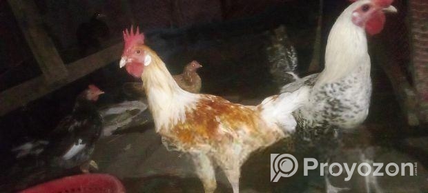 Murgi for sale
