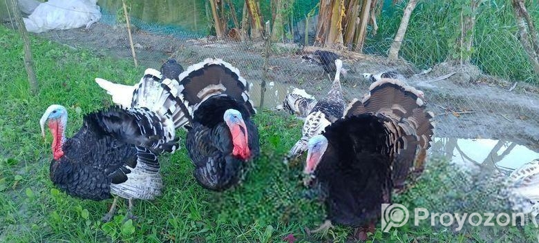টার্কির বাচ্চা (বড় জাত)
