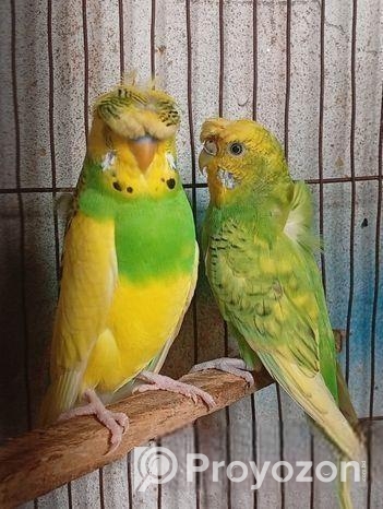 Crested Back Frill Jp Blood