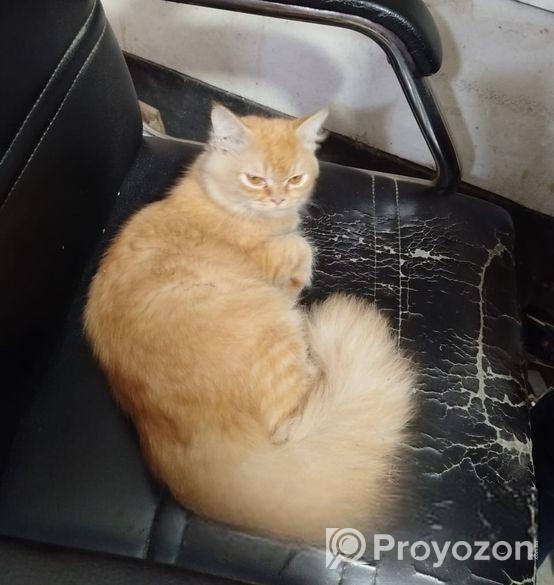 Persian cat short hair