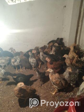 দেশি মুরগি