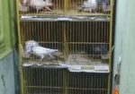 Pegion Cage/ khacha