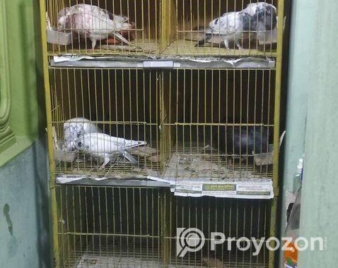 Pegion Cage/ khacha