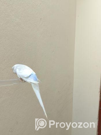 বাজিগার পাখিটি বিক্রি হবে