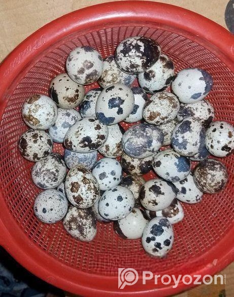 কোয়েল পাখি ডিম