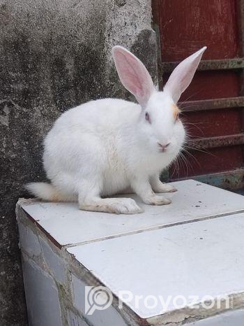 সম্পুর্ন সুস্থ , বয়স 4 মাস এর বেশি, ছেলে খরগোশ,