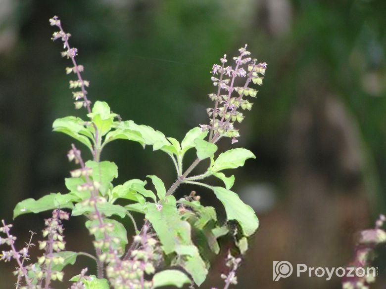 তুলসী গাছ বিক্রয় চলছে!