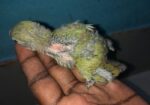 LOVEBIRD SELL