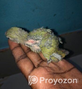 LOVEBIRD SELL