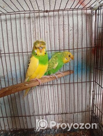 Crested Back Frill Jp Blood