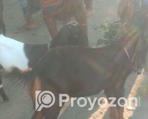 fitted-71_2025-10-22_23-51-47