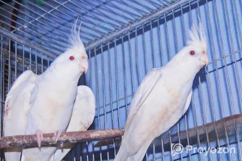 এলভিনো ককাটেইল (ব্রিডিং পেয়ার)