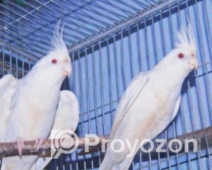 fitted-71_2025-10-28_09-20-06