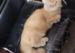 Persian cat short hair