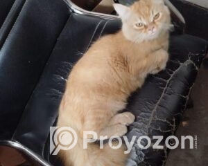 fitted-71_2025-10-29_11-48-06