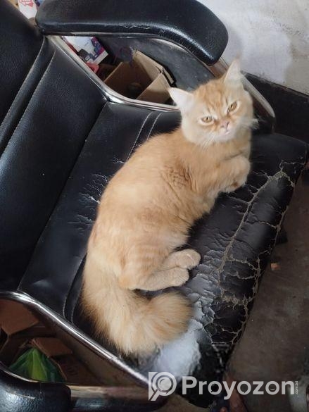 Persian cat short hair