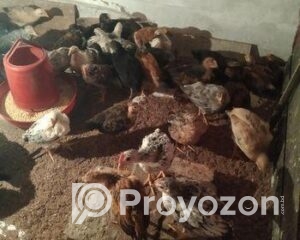 fitted-71_2025-10-30_10-53-29