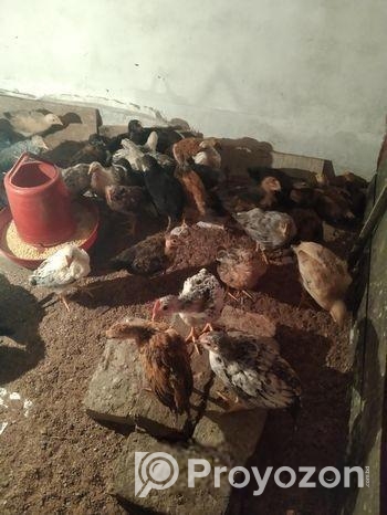 দেশি মুরগি