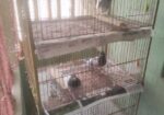 Pegion Cage/ khacha