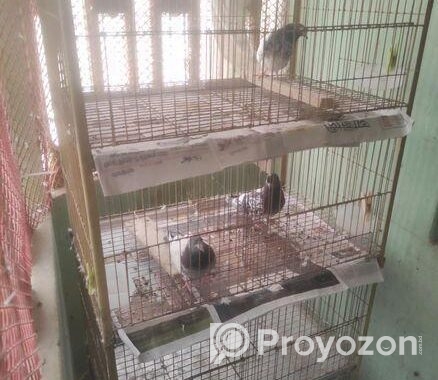 Pegion Cage/ khacha