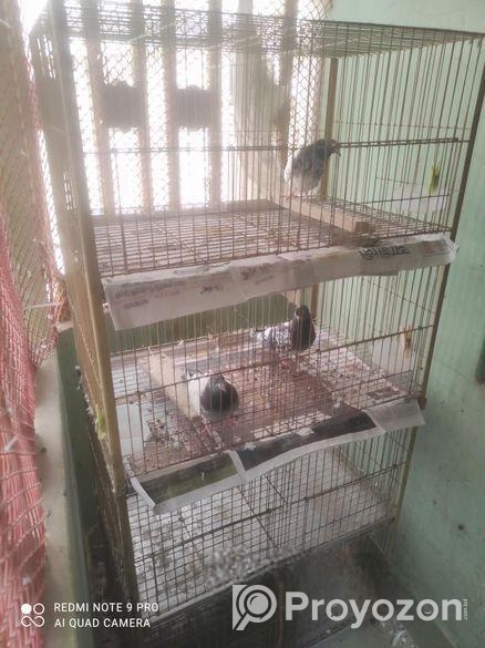 Pegion Cage/ khacha