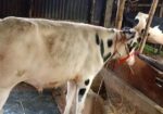 বাজিগার পাখিটি বিক্রি হবে