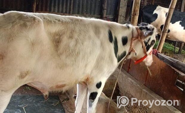 বাজিগার পাখিটি বিক্রি হবে
