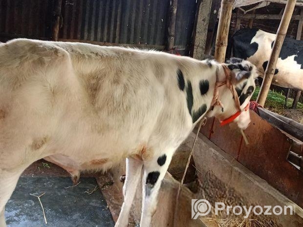 বাজিগার পাখিটি বিক্রি হবে