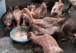 খাঁকি ক্যাম্পবেল ডিম পাড়া হাঁস বিক্রি করা হবে