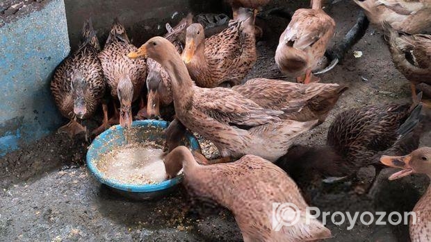 খাঁকি ক্যাম্পবেল ডিম পাড়া হাঁস বিক্রি করা হবে