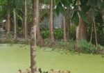 দেশি হাঁস (পাতিহাস)