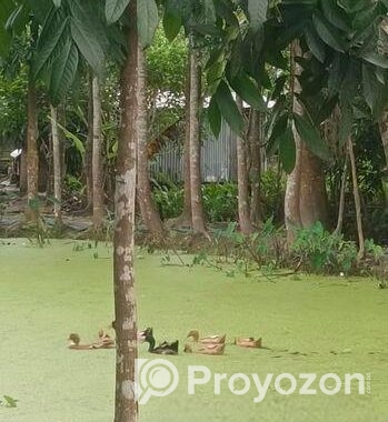 দেশি হাঁস (পাতিহাস)