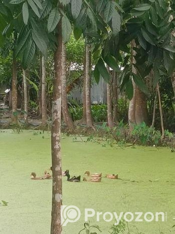 দেশি হাঁস (পাতিহাস)