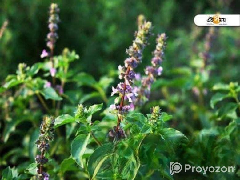 তুলসী গাছ বিক্রয় চলছে!