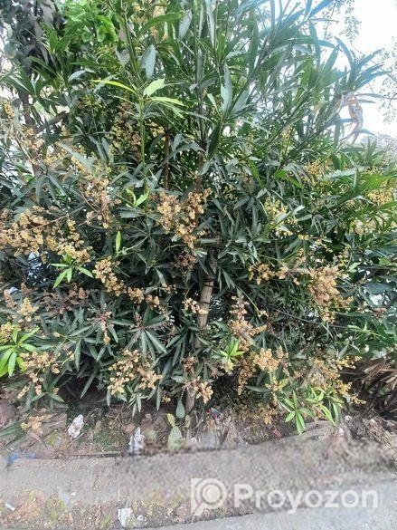 50 bigha land sale @ Tongi.