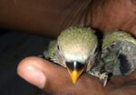 LOVEBIRD SELL