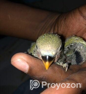 LOVEBIRD SELL