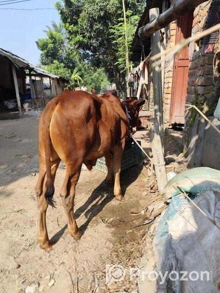আরিয়া গরু