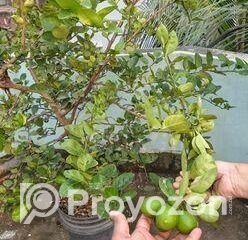 fitted-72_2025-10-28_17-54-41