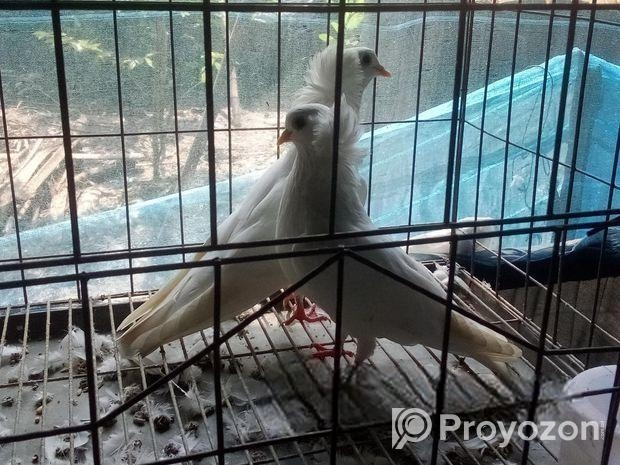 আমেরিকান সাদা বোম্বাই কবুতর